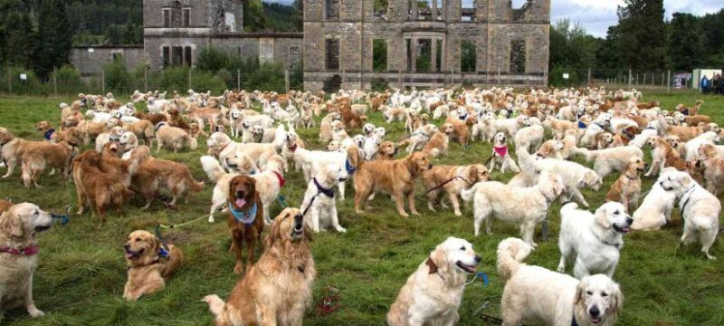 golden-retriever-celebration-071423-2-4e7df10018f44103bbffcd6864b42e65