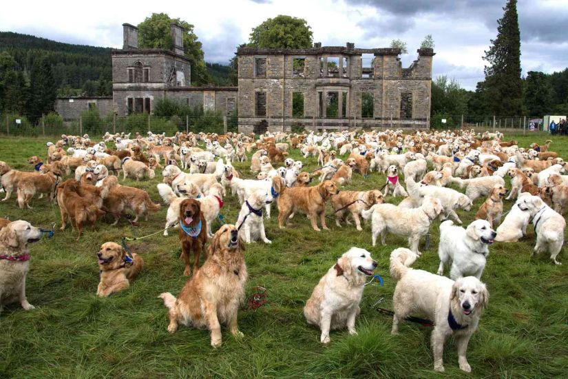155η επέτειος των Golden Retriever στη Σκωτία