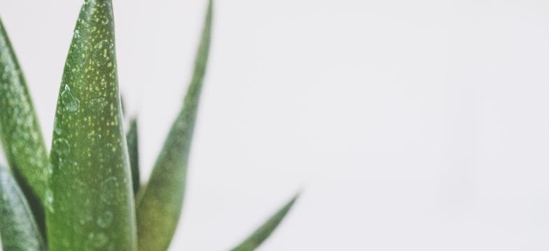 pexels-jessica-lewis-creative-2239673