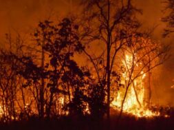 Wildfire disaster in tropical forest caused by human