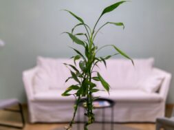 DSC08145-Enhanced-NR (1)