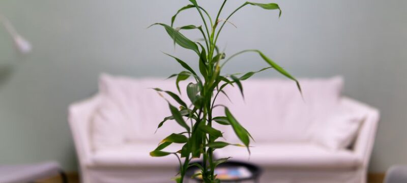 DSC08145-Enhanced-NR (1)