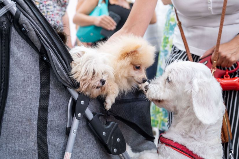 Δωρεάν στειρώσεις και ιατρική περίθαλψη σε αδέσποτα και δεσποζόμενα ζώα