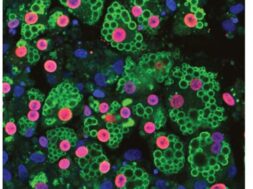 385275894_1299235307427928_7800953540613395665_n