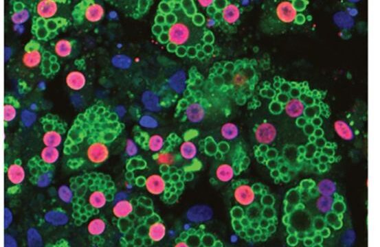 385275894_1299235307427928_7800953540613395665_n