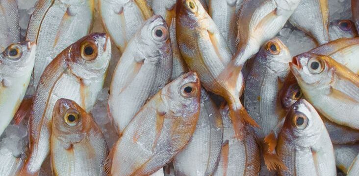 pexels-mali-maeder-229789