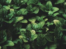 pexels-suzy-hazelwood-2334636