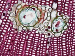 pexels-fayette-reynolds-ms-11210285