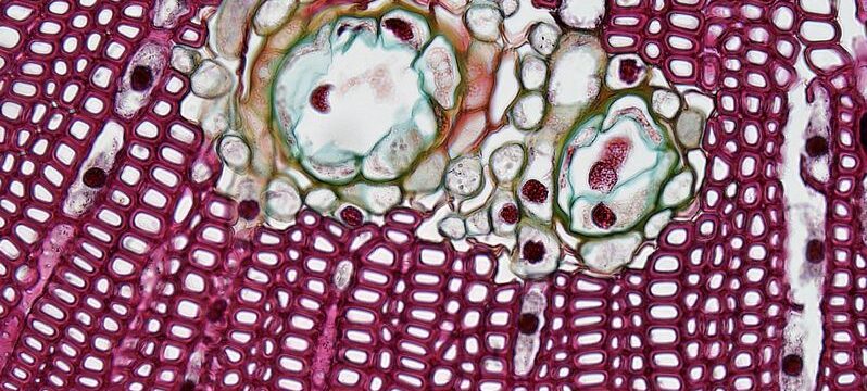 pexels-fayette-reynolds-ms-11210285