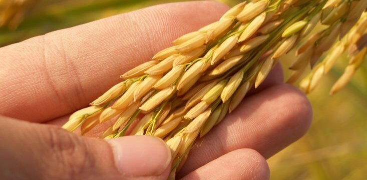 pexels-pixabay-164504