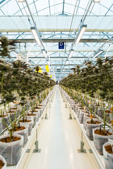 Η Tikun Olam παράγει και διαθέτει στην Ελλάδα τα πρώτα συνταγογραφούμενα τελικά προϊόντα φαρμακευτικής κάνναβης