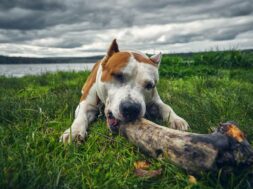 pexels-bulat-khamitov-5363794