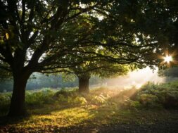 pexels-benjiecce-1659689