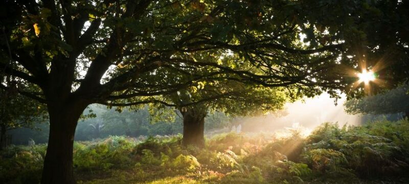 pexels-benjiecce-1659689