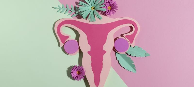 top-view-woman-reproductive-system