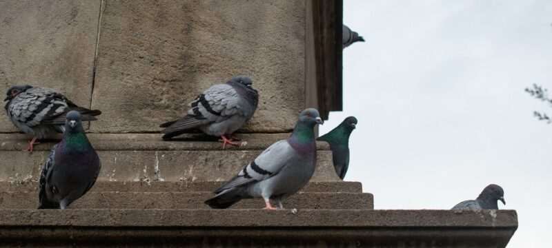 flock-doves-perched-concrete-building-daytime_181624-33451