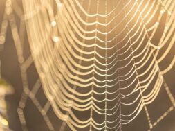 natural-abstract-background-with-cobwebs-sunlight_169016-14223