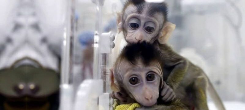 monkeysdna-1025×559