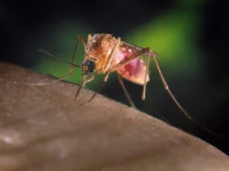 140523-west-nile-virus-mn-1505
