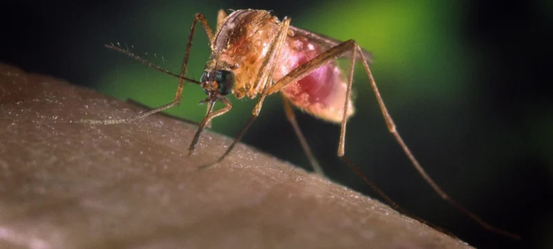 140523-west-nile-virus-mn-1505