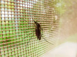 mosquito-19487_1280-e1698789970756-696×436.jpg