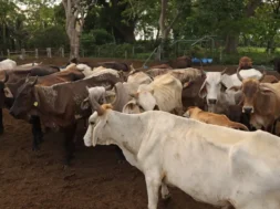 cattle-parasito