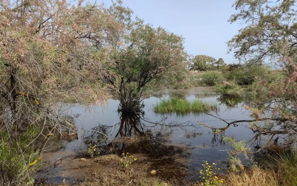 Ιός Δυτικού Νείλου: Ο ρόλος του Ιουνίου στον μηδενισμό κρουσμάτων στην Κ. Μακεδονία