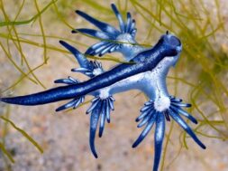skynews-sea-slug-blue-dragon_6996749