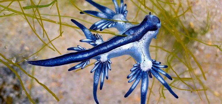 skynews-sea-slug-blue-dragon_6996749
