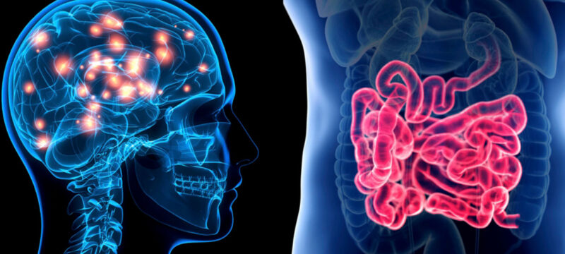 The-link-between-gut-and-brain-health