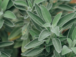 faskomilo-kalliergeia