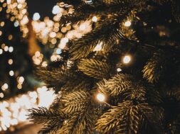 green-pine-tree-bokeh-photography