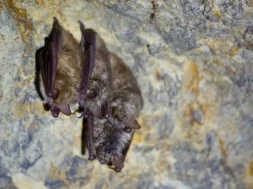 31528906-BATS-POPULATION