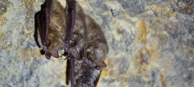 31528906-BATS-POPULATION