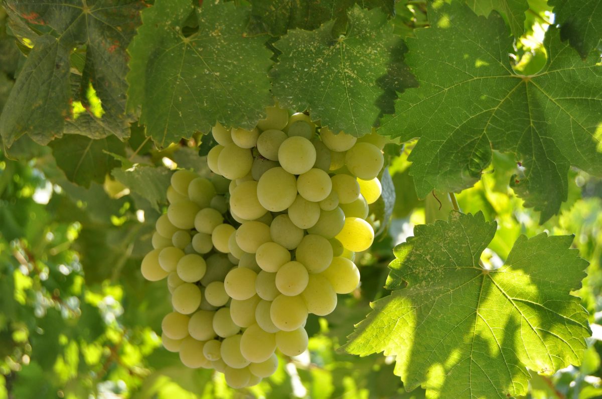Σταφύλια: Ένα πραγματικό «superfood»